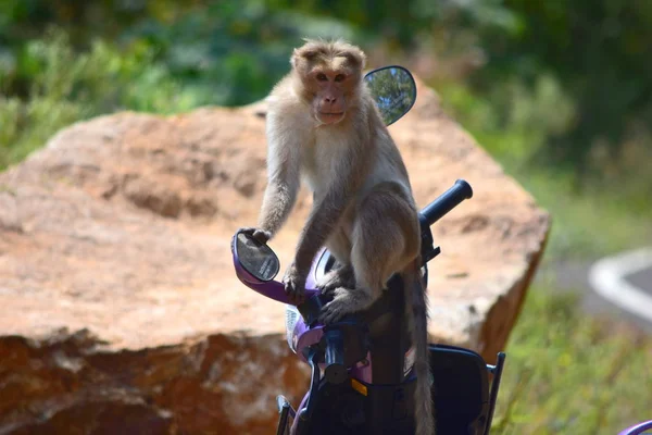 Scimmia seduta su una moto a Meghamalai Hills Tamil Nadu Immagine Stock