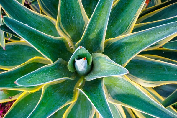 Agave Angustifolia Species Top View — Stock Photo, Image