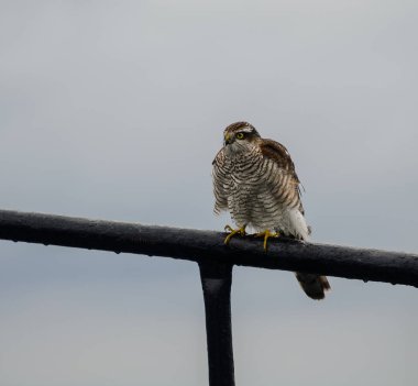 Zor bir yolculuk sonra dinlenme Şahin