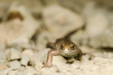Kayalık yüzey üzerinde sürünerek kertenkele