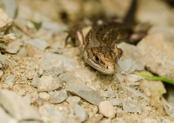 Kayalık yüzey üzerinde sürünerek kertenkele