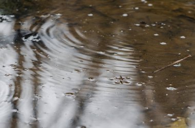 Su run on water Strider