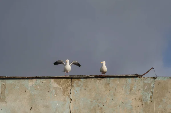 Evin çatısında martılar — Stok fotoğraf