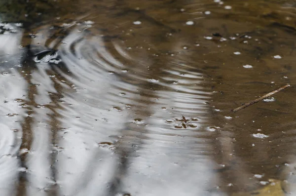 Su run on water Strider