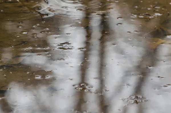 Su run on water Strider