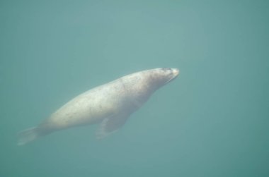 Deniz aslanları vahşi