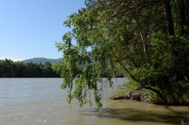  Dağ nehir Katun Güney Batı Sibirya