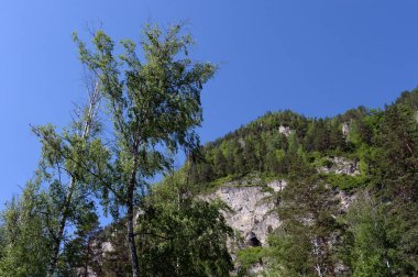 Dağ manzarası. Altay. Batı Sibirya