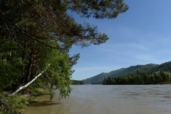 Mountain river Katun in the south of Western Siberia — Stock Photo, Image