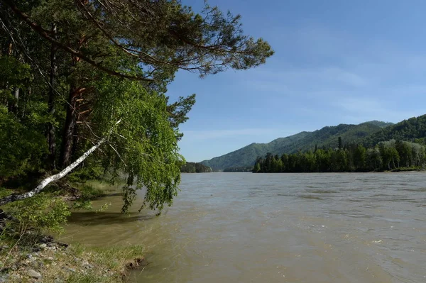 Mountain River Katun South Western Siberia — Stock Photo, Image