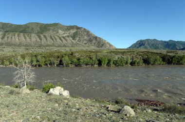   Dağ nehir Katun Güney Batı Sibirya