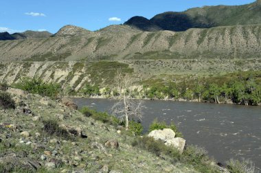  Dağ nehir Katun Güney Batı Sibirya