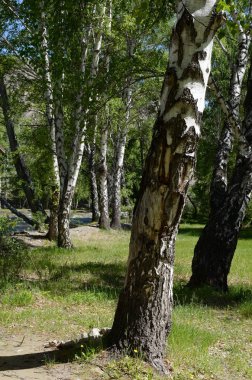  Ağaç büyük Yaloman nehir kıyısında. Dağ altay