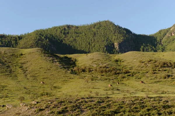 Büyük Yaloman Nehri'nin alanında dağ manzarası. Dağ altay — Stok fotoğraf