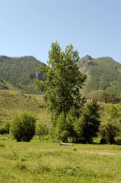 Mountain landscape in the area of the river Big Yaloman. Mountain Altai — Stock Photo, Image