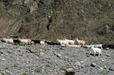  Keçi sürüsü altay dağlarında
