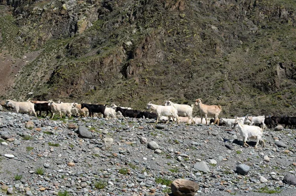  Keçi sürüsü altay dağlarında