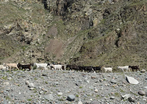 Rebaño de cabras en las montañas de Altai —  Fotos de Stock