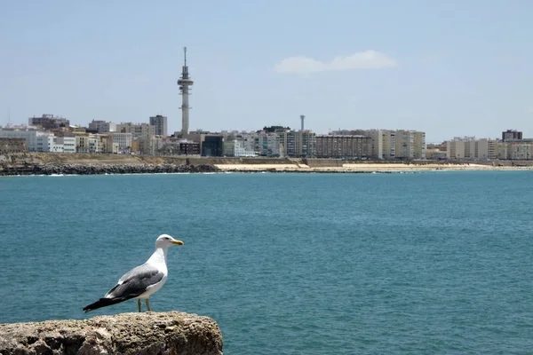 Cádiz España Julio 2011 Vista Cádiz Una Las Ciudades Más — Foto de Stock