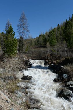 Altay Cumhuriyeti, Rusya 6 Haziran 2018: Dağ nehir Yarlyamry Altay Cumhuriyeti. Sibirya. Rusya