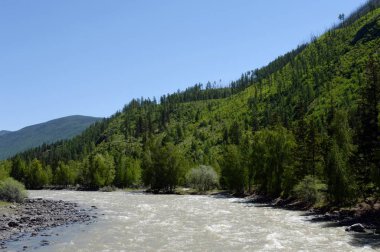  Chuya dağ nehir, Altay Cumhuriyeti, Sibirya, Rusya Federasyonu