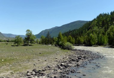   Chuya dağ nehir, Altay Cumhuriyeti, Sibirya, Rusya Federasyonu