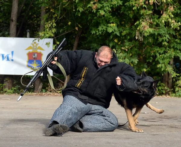 Schulungshund für die Inhaftierung eines bewaffneten Straftäters — Stockfoto