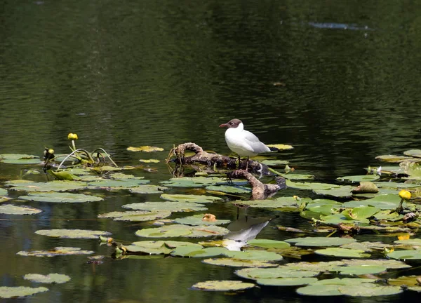 Gulls on the Lower Kuzminsky pond in the natural-historical park \