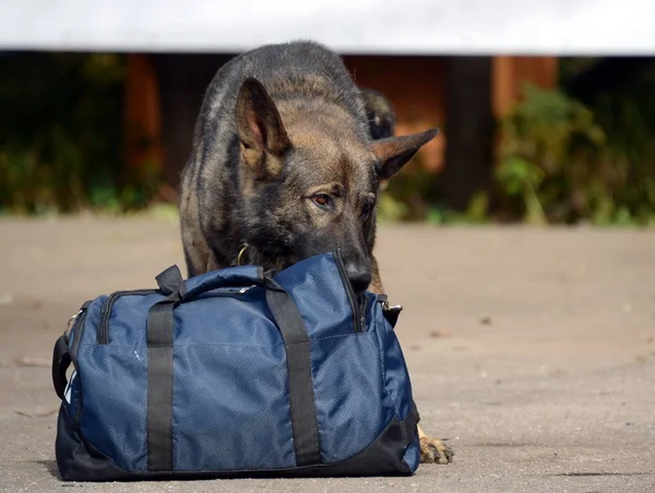 Utbildning servicehundar att söka efter narkotika — Stockfoto