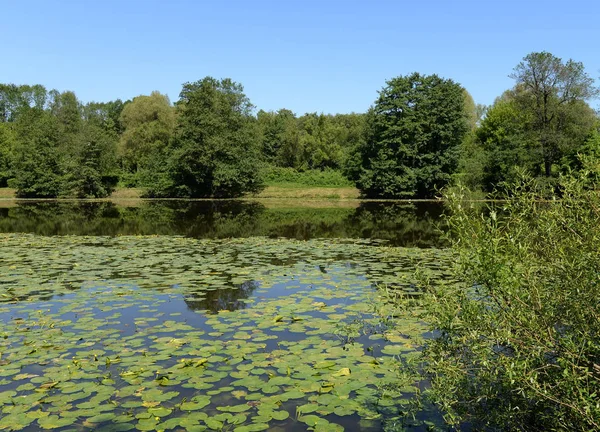 Bajo estanque Kuzminsky en el parque histórico-natural "Kuzminki-Lyublino " — Foto de Stock