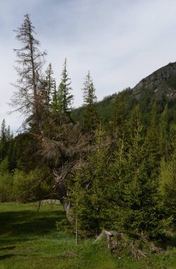  Tayga manzara Aktash Köyü, Ulagansky District, Altay Cumhuriyeti, Sibirya, Rusya yakın