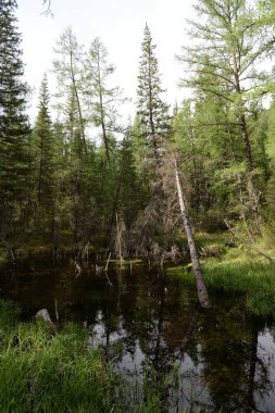 Altay Cumhuriyeti, Rusya 7 Haziran 2018: Tayga manzara Aktash Köyü, Ulagansky District, Altay Cumhuriyeti, Sibirya, Rusya yakın