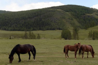  Altay dağlarında atlar. Batı Sibirya. Rusya