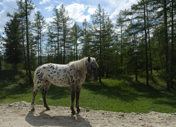 阿尔泰山区的马。西伯利亚西部俄罗斯 — 图库照片