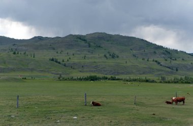Altay Cumhuriyeti, Rusya 7 Haziran 2018:Mountain yatay, inekler Altay Cumhuriyeti'nin Ulagan bölgesinde