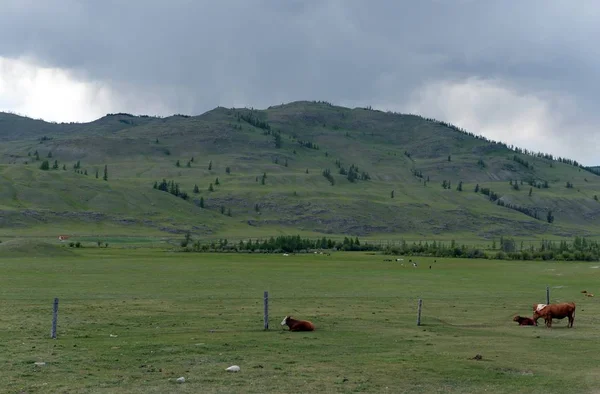 Altaj Köztársaság Oroszország Június 2018 Mountain Táj Tehenek Ulagan Kerületben — Stock Fotó