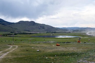  Dağ manzarası ile Altay Cumhuriyeti'nin Ulagan bölgesinde inekler