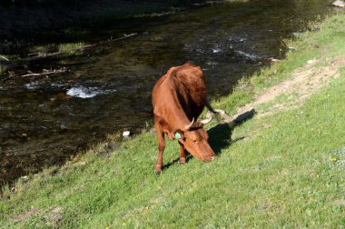 Altay Cumhuriyeti, Rusya Federasyonu - 8 Haziran 2018: Altay Cumhuriyeti Aktash köyü eteklerinde inek otlatmak