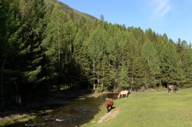  Altay Cumhuriyeti, Rusya Federasyonu - 8 Haziran 2018: Altay Cumhuriyeti Aktash köyü eteklerinde Evcil hayvan otlatmak