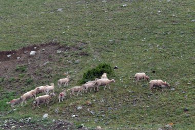   Altay dağlarında koyun otlatmaya