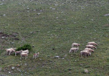  Altay dağlarında koyun otlatmaya