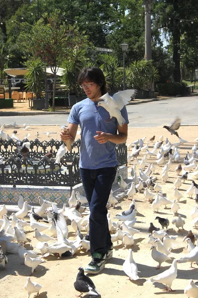 Ukjent mann med duer i Maria Luisa Park i Sevilla – stockfoto
