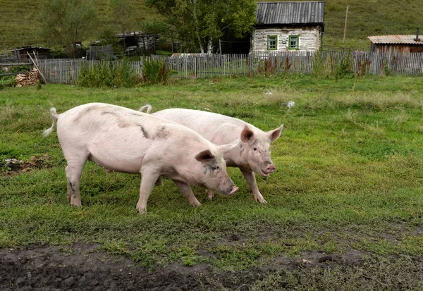 Suini nelle vicinanze del villaggio Generalka Altai Territory — Foto Stock