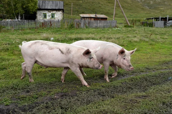 Porcos nas proximidades da aldeia Generalka Território de Altai — Fotografia de Stock