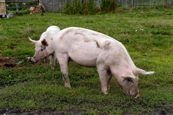 Свиньи в окрестностях села Генералка Алтайского края — стоковое фото