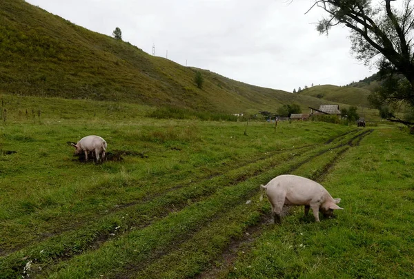 Porcos nas proximidades da aldeia Generalka Território de Altai — Fotografia de Stock