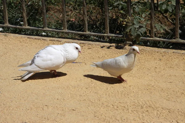 Sevilla Spanje Juli 2011 Duiven Het Maria Luisa Park Sevilla — Stockfoto