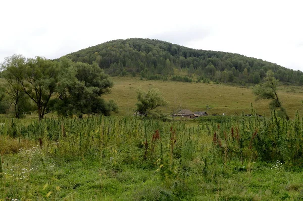 Hemp thickets in the mountains of Western Siberia — Stock Photo, Image