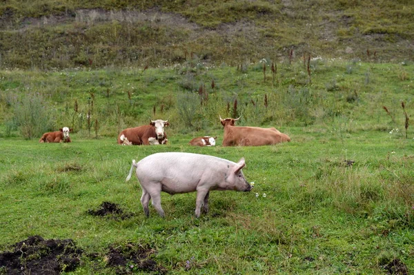 Animaux d'élevage à proximité du village Generalka Altai Krai — Photo