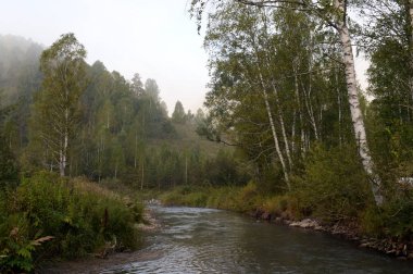  Batı Sibirya'da bir dağ nehri Yarovka erken sabah